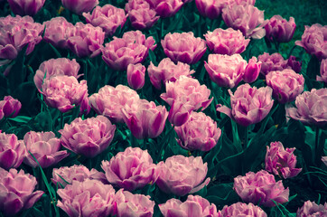 Obraz premium Pink flowers of tulips close up nature background