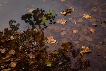 Holden Pond Autumn Leaves