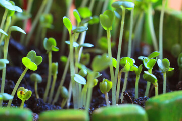 Micro greens. Germinated seeds. Lettuce leaves. Lettuce shoots. Vitamin cocktail. Young seedlings