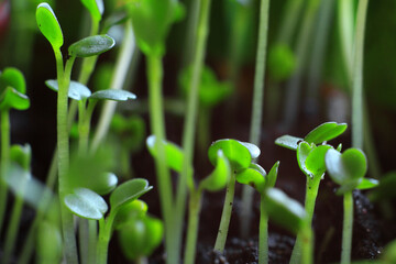 Micro greens. Germinated seeds. Lettuce leaves. Lettuce shoots. Vitamin cocktail. Young seedlings