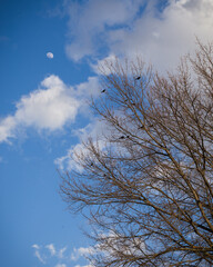 Spring Trees Birds and Moon
