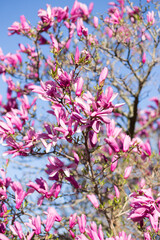 Spring Tree Pink Purple Flowers