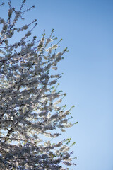Spring Tree White Flowers