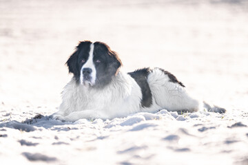 Pies rasy landseer lezy na śniegu  - obrazy, fototapety, plakaty
