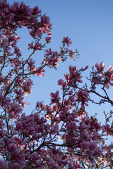 Spring Tree Flowers Sky