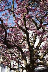 Spring Tree Branches Pink Flowers