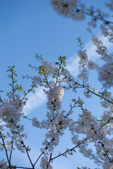 Spring Tree White Flowers