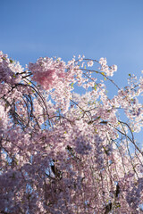 Spring Tree Pink Flowers