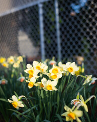 Yellow Daffodils Golden Hour