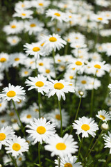 Rows of Daisies