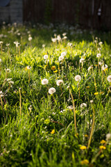 Golden Hour Dandelions