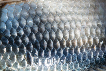 Fish scales abstract texture. Surface backdrop. Scale effect pattern. Natural background. © Jozsef