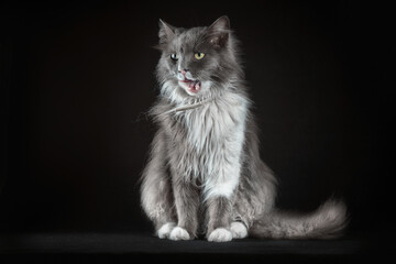 gray and white shaggy cat on a black background