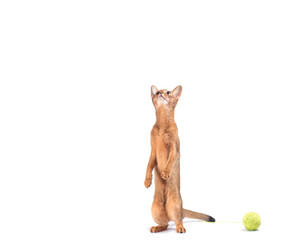 adult red abyssinian cat playing on a white background