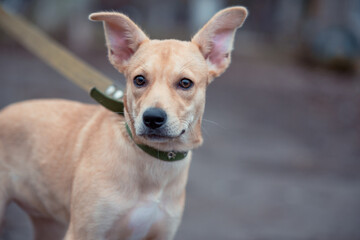 fawn mongrel puppy walks on a leash in cold weather