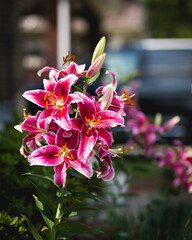 Summer Stargazer Lillies