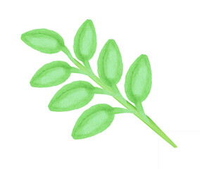 Branch with green leaves, on a white background, for the design of postcards, posters on the theme of spring