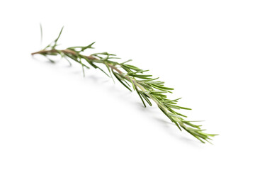 Fototapeta premium Green rosemary branch.