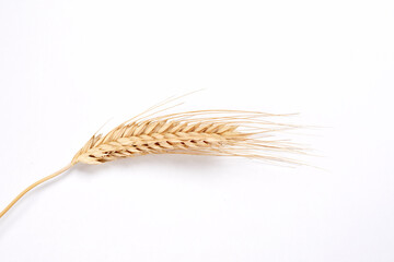 Gold wheat spikelets isolated on white background