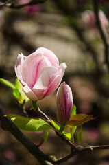 Spring background pink flower of magnolia and green leaves close up
