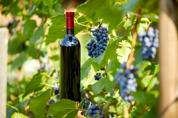 Grape vineyard growth in wine grapes.
