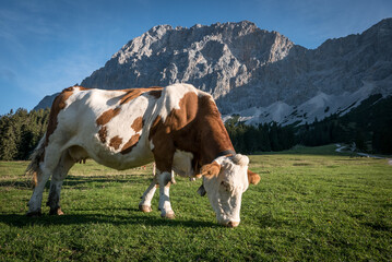 Fototapeta na wymiar Cattle in the Alps, Austria. mountains
