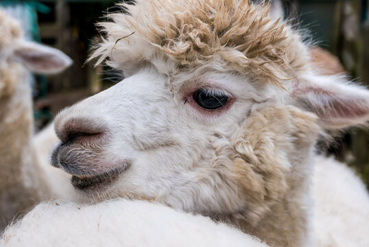 alpaca (Lama pacos), white, close up
