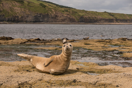 Baby seal in England, Europe, North Sea