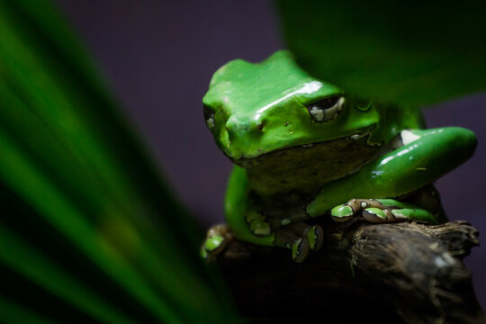 Giant Monkey Frog or Giant Waxy Frog, phyllomedusa bicolor, giant leaf frog