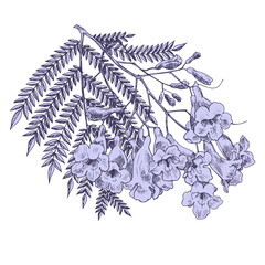 Purple Blooming branch of Jacaranda tree. Hand drawn vector illustration. Floral Elegant flowers for design packaging textile wallpaper fabric
