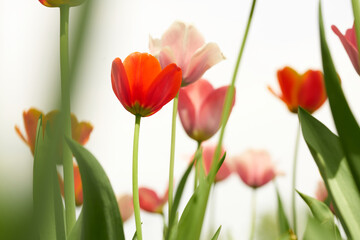 Fototapeta premium red pink and white tulips