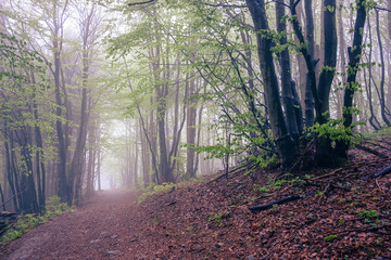 Fog in the forest at Velky Javornik, Czech Republic