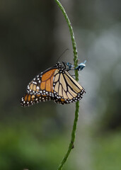 Obraz na płótnie Canvas monarch butterfly on a leaf