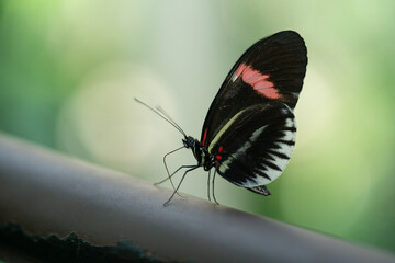 butterfly on a leaf