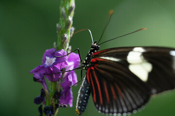 Obraz na płótnie Canvas close up butterfly on flower
