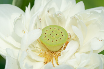 macro white lotus flower