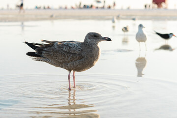 seagull on the sand
