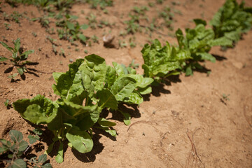 Jardin potager