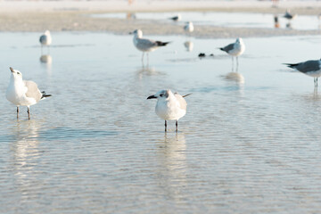seagulls on the beach