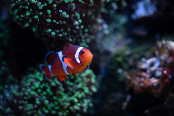 Fototapeta na wymiar clownfish in aquarium