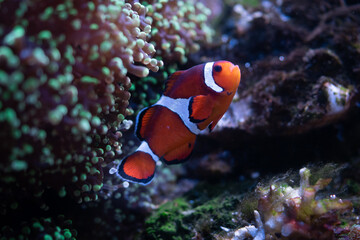 Naklejka na ściany i meble clown fish in aquarium