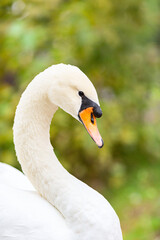 A closeup headshot of a mute swan (Cygnus olor) in the public park against a green background © Aguus