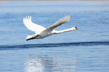 Mute swan (Cygnus olor) flying in the reeds of the Volga river