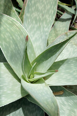 A closeup of the foliage of succulent Aloe reynoldsii