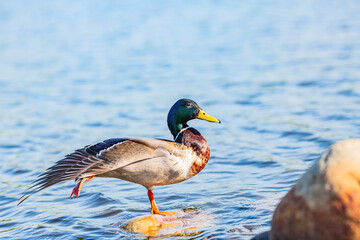 Side view of a male duck stretching its wings and leg staying in the river