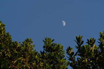 Daytime daylight moon in blue sky through the green leaves of a tree Laurus nobillis ‘Saratoga’ tree in San Francisco California