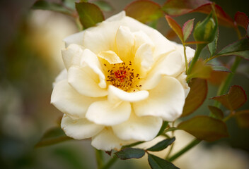 white and yellow rose