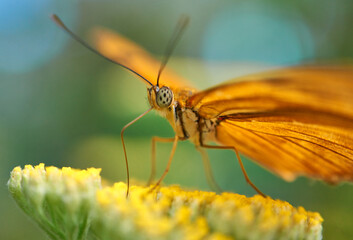 orange butterfly on a yellow flower