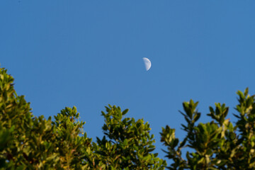 Daytime daylight moon in blue sky through the green leaves of a tree Laurus nobillis ‘Saratoga’ tree in San Francisco California