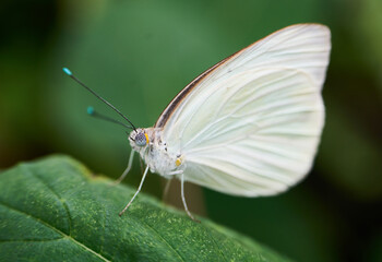 white butterfly on a leaf